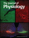 Early structural and functional signature of 3-day human skeletal muscle disuse using the dry immersion model